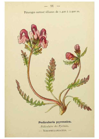 Reproducción/Reproduction 49345431061: Nouvelle flore coloriée de poche des Alpes et des Pyrénées.. Paris,Klincksieck,1906-1912.. 