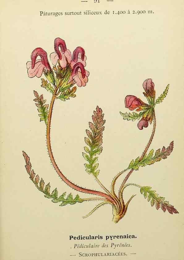Reproducción/Reproduction 49345431061: Nouvelle flore coloriée de poche des Alpes et des Pyrénées.. Paris,Klincksieck,1906-1912.. 