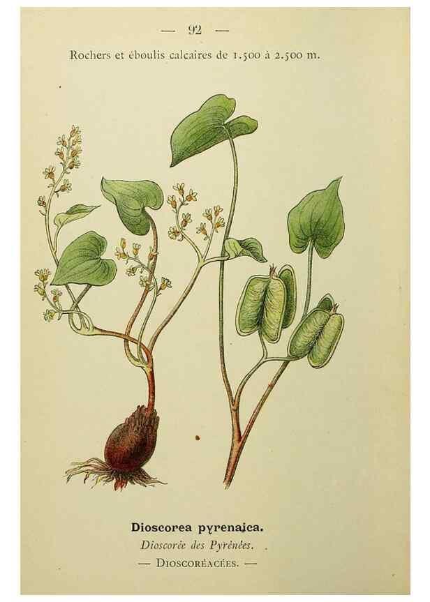 Reproducción/Reproduction 49345431721: Nouvelle flore coloriée de poche des Alpes et des Pyrénées.. Paris,Klincksieck,1906-1912.. 