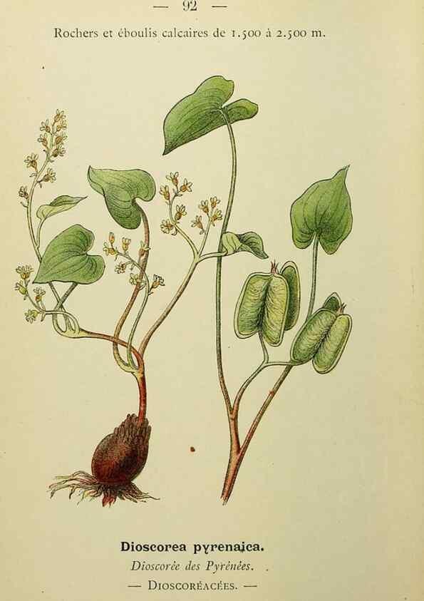 Reproducción/Reproduction 49345431721: Nouvelle flore coloriée de poche des Alpes et des Pyrénées.. Paris,Klincksieck,1906-1912.. 