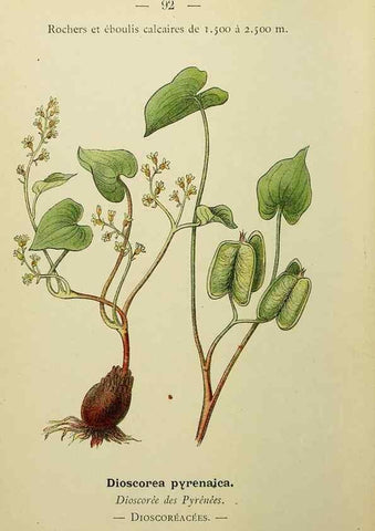 Reproducción/Reproduction 49345431721: Nouvelle flore coloriée de poche des Alpes et des Pyrénées.. Paris,Klincksieck,1906-1912.. 