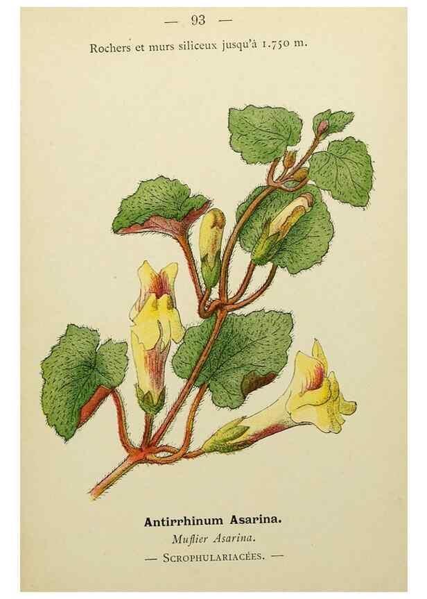 Reproducción/Reproduction 49345644992: Nouvelle flore coloriée de poche des Alpes et des Pyrénées.. Paris,Klincksieck,1906-1912.. 