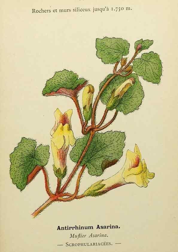 Reproducción/Reproduction 49345644992: Nouvelle flore coloriée de poche des Alpes et des Pyrénées.. Paris,Klincksieck,1906-1912.. 