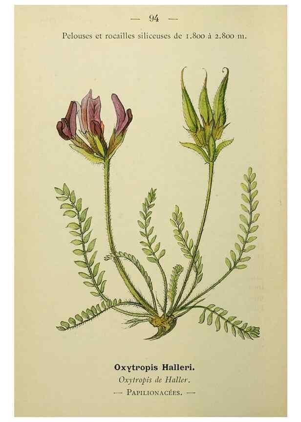 Reproducción/Reproduction 49345432601: Nouvelle flore coloriée de poche des Alpes et des Pyrénées.. Paris,Klincksieck,1906-1912.. 