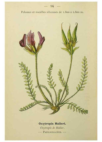 Reproducción/Reproduction 49345432601: Nouvelle flore coloriée de poche des Alpes et des Pyrénées.. Paris,Klincksieck,1906-1912.. 