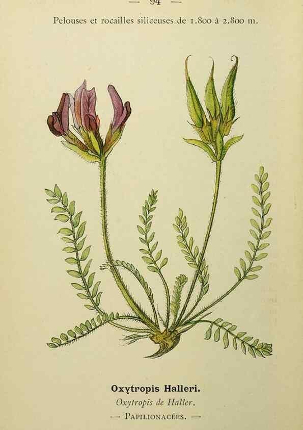 Reproducción/Reproduction 49345432601: Nouvelle flore coloriée de poche des Alpes et des Pyrénées.. Paris,Klincksieck,1906-1912.. 