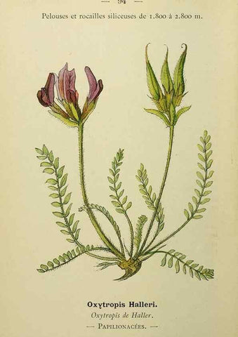 Reproducción/Reproduction 49345432601: Nouvelle flore coloriée de poche des Alpes et des Pyrénées.. Paris,Klincksieck,1906-1912.. 