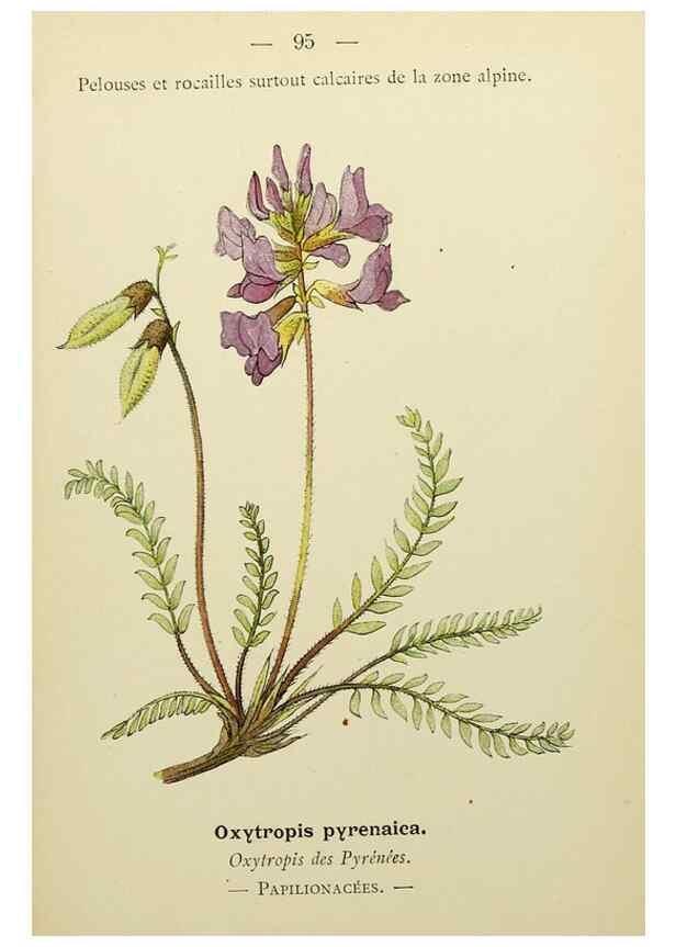 Reproducción/Reproduction 49345432991: Nouvelle flore coloriée de poche des Alpes et des Pyrénées.. Paris,Klincksieck,1906-1912.. 