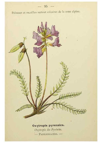 Reproducción/Reproduction 49345432991: Nouvelle flore coloriée de poche des Alpes et des Pyrénées.. Paris,Klincksieck,1906-1912.. 