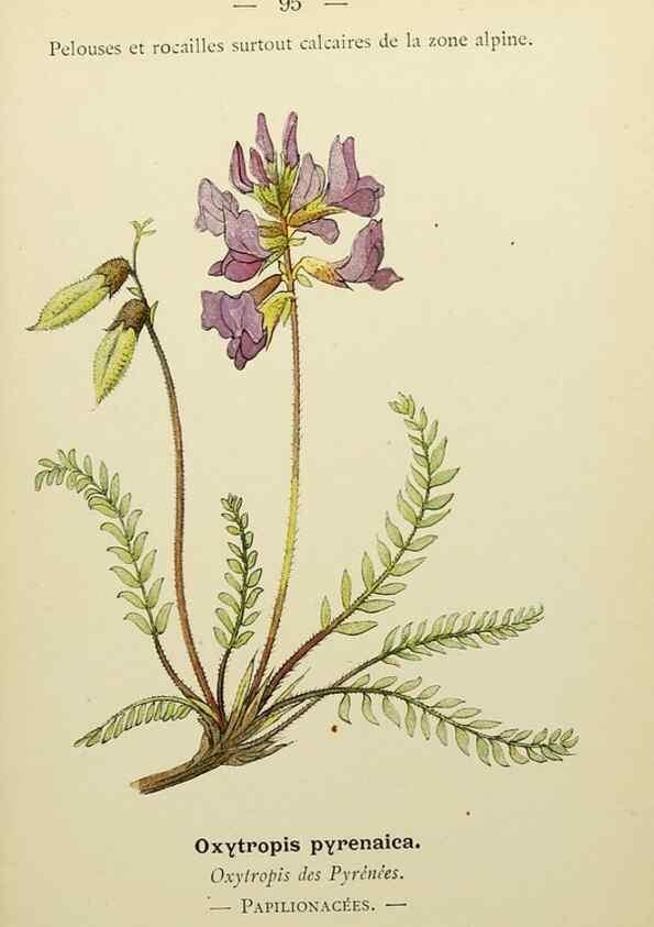 Reproducción/Reproduction 49345432991: Nouvelle flore coloriée de poche des Alpes et des Pyrénées.. Paris,Klincksieck,1906-1912.. 