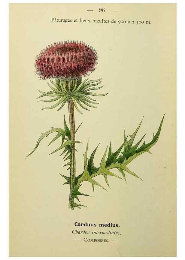 Reproducción/Reproduction 49345646167: Nouvelle flore coloriée de poche des Alpes et des Pyrénées.. Paris,Klincksieck,1906-1912.. 