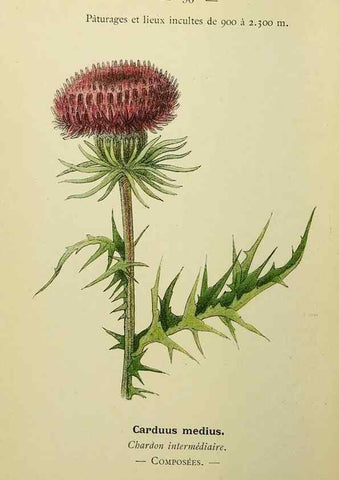 Reproducción/Reproduction 49345646167: Nouvelle flore coloriée de poche des Alpes et des Pyrénées.. Paris,Klincksieck,1906-1912.. 