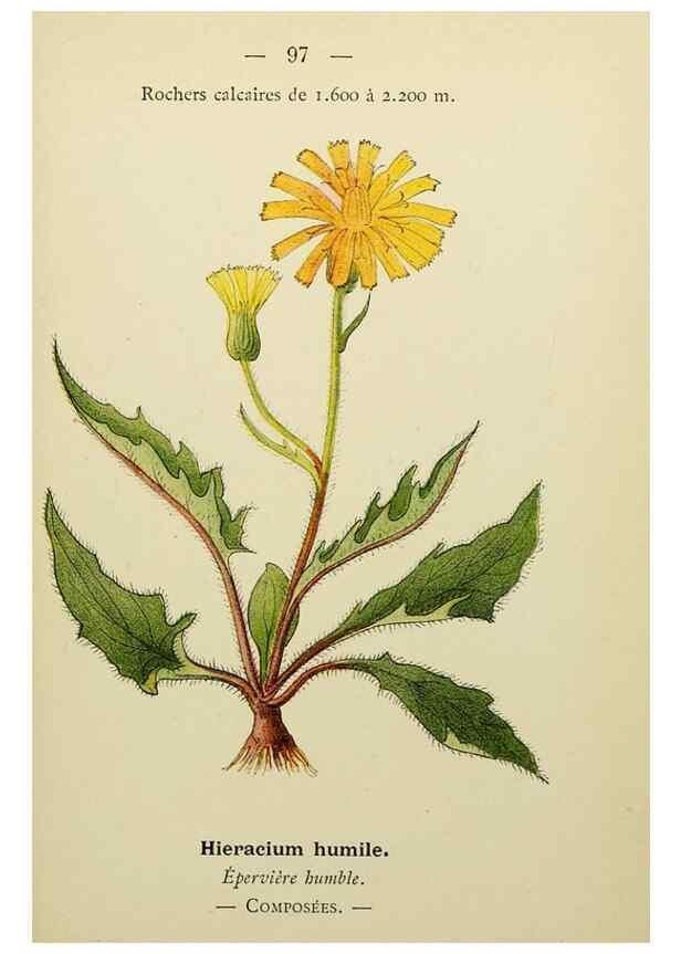 Reproducción/Reproduction 49345646502: Nouvelle flore coloriée de poche des Alpes et des Pyrénées.. Paris,Klincksieck,1906-1912.. 