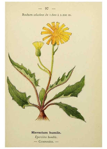 Reproducción/Reproduction 49345646502: Nouvelle flore coloriée de poche des Alpes et des Pyrénées.. Paris,Klincksieck,1906-1912.. 