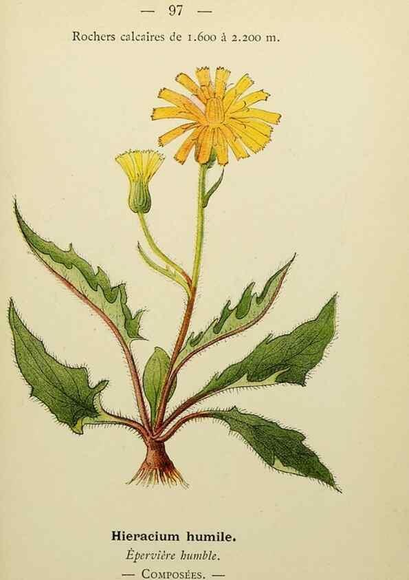 Reproducción/Reproduction 49345646502: Nouvelle flore coloriée de poche des Alpes et des Pyrénées.. Paris,Klincksieck,1906-1912.. 