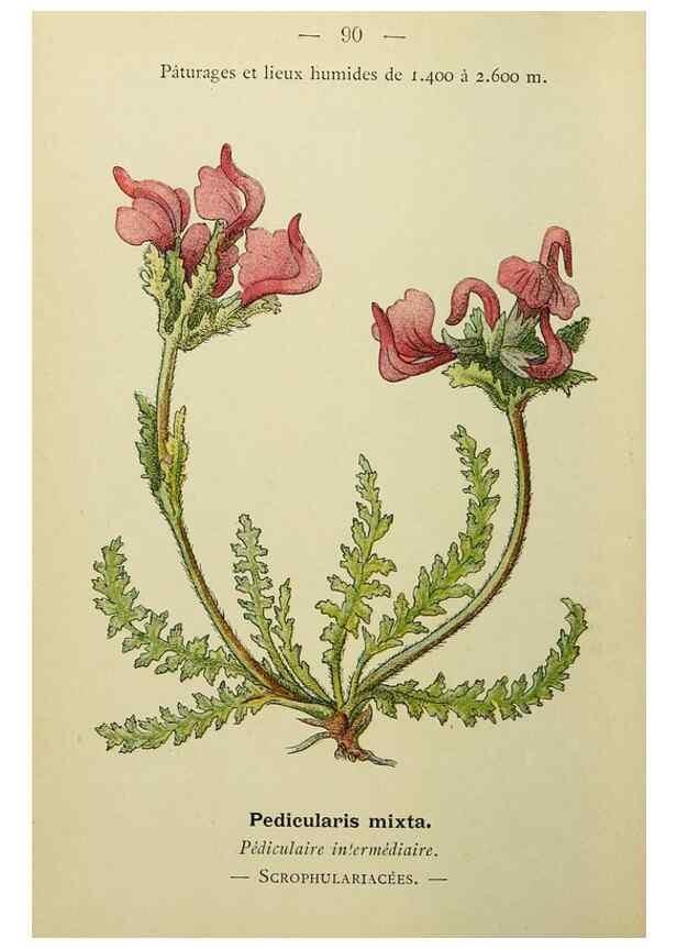 Reproducción/Reproduction 49344969793: Nouvelle flore coloriée de poche des Alpes et des Pyrénées.. Paris,Klincksieck,1906-1912.. 
