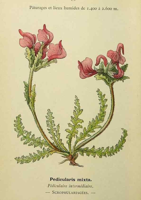 Reproducción/Reproduction 49344969793: Nouvelle flore coloriée de poche des Alpes et des Pyrénées.. Paris,Klincksieck,1906-1912.. 