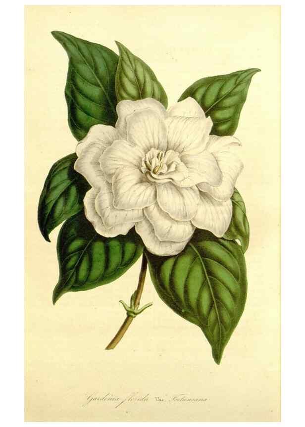 Reproducción/Reproduction 49492265131: Flore des serres et des jardins de l'Europe. A Gand :chez Louis van Houtte, eÌditeur,1845-1880.. 