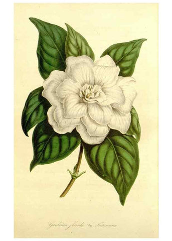 Reproducción/Reproduction 49492265131: Flore des serres et des jardins de l'Europe. A Gand :chez Louis van Houtte, eÌditeur,1845-1880.. 