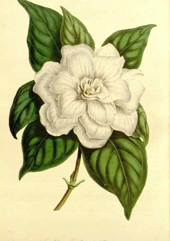 Reproducción/Reproduction 49492265131: Flore des serres et des jardins de l'Europe. A Gand :chez Louis van Houtte, eÌditeur,1845-1880.. 