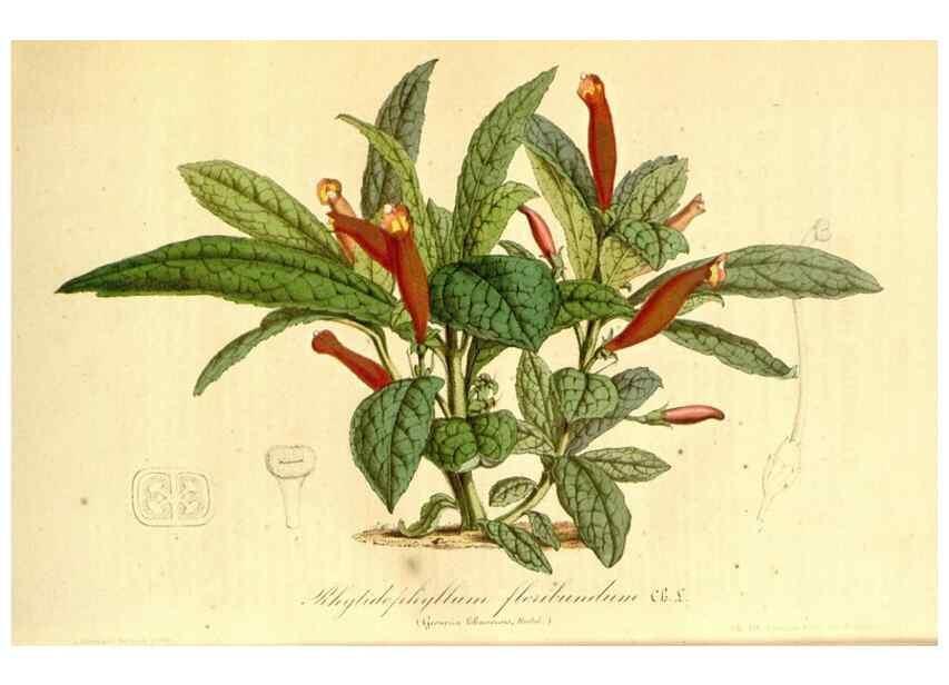 Reproducción/Reproduction 49491763463: Flore des serres et des jardins de l'Europe. A Gand :chez Louis van Houtte, eÌditeur,1845-1880.. 