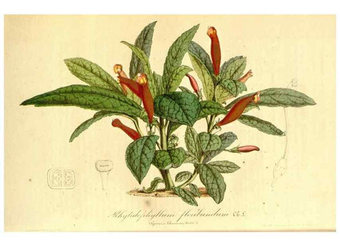 Reproducción/Reproduction 49491763463: Flore des serres et des jardins de l'Europe. A Gand :chez Louis van Houtte, eÌditeur,1845-1880.. 