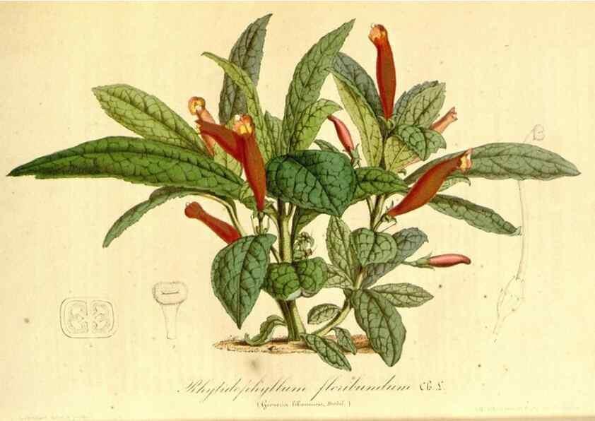 Reproducción/Reproduction 49491763463: Flore des serres et des jardins de l'Europe. A Gand :chez Louis van Houtte, eÌditeur,1845-1880.. 