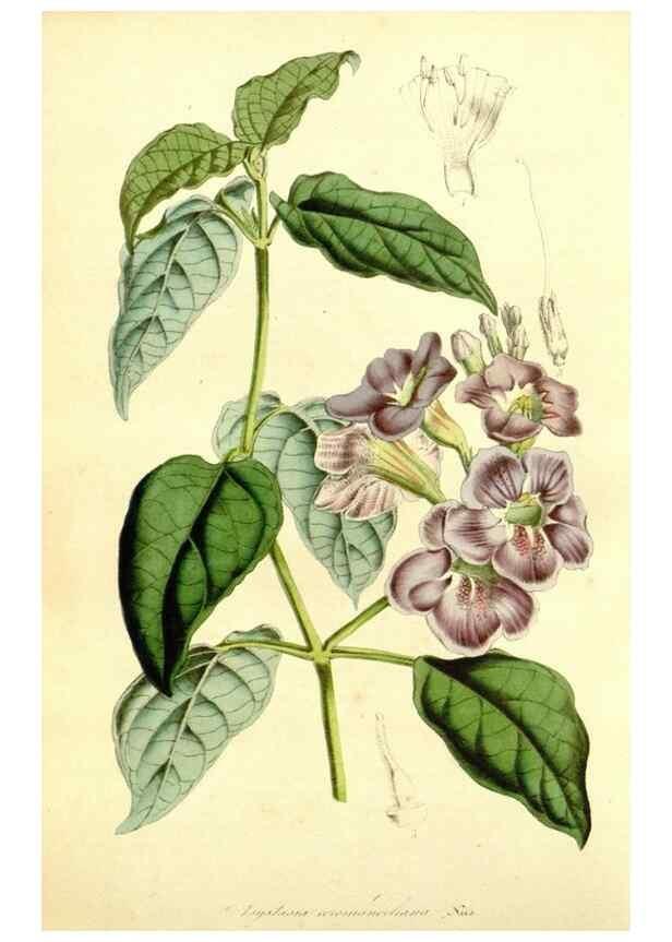 Reproducción/Reproduction 49491763668: Flore des serres et des jardins de l'Europe. A Gand :chez Louis van Houtte, eÌditeur,1845-1880.. 