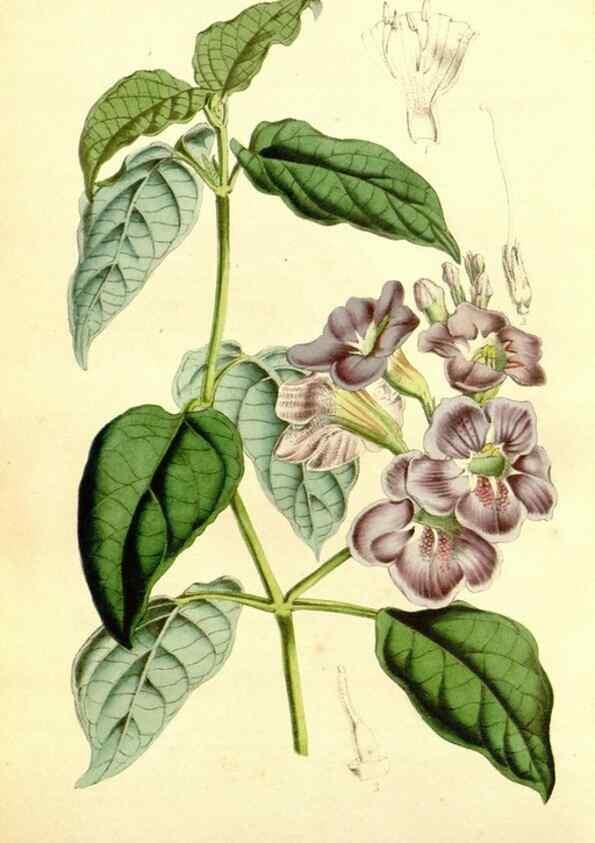 Reproducción/Reproduction 49491763668: Flore des serres et des jardins de l'Europe. A Gand :chez Louis van Houtte, eÌditeur,1845-1880.. 
