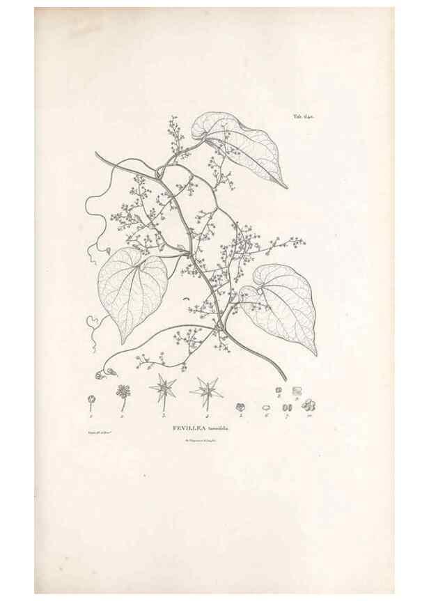 Reproducción/Reproduction 49522059512: Nova genera et species plantarum :. Antverpiae :Ex officina Christophori Plantini ...,1576.. 