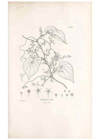 Reproducción/Reproduction 49522059512: Nova genera et species plantarum :. Antverpiae :Ex officina Christophori Plantini ...,1576.. 
