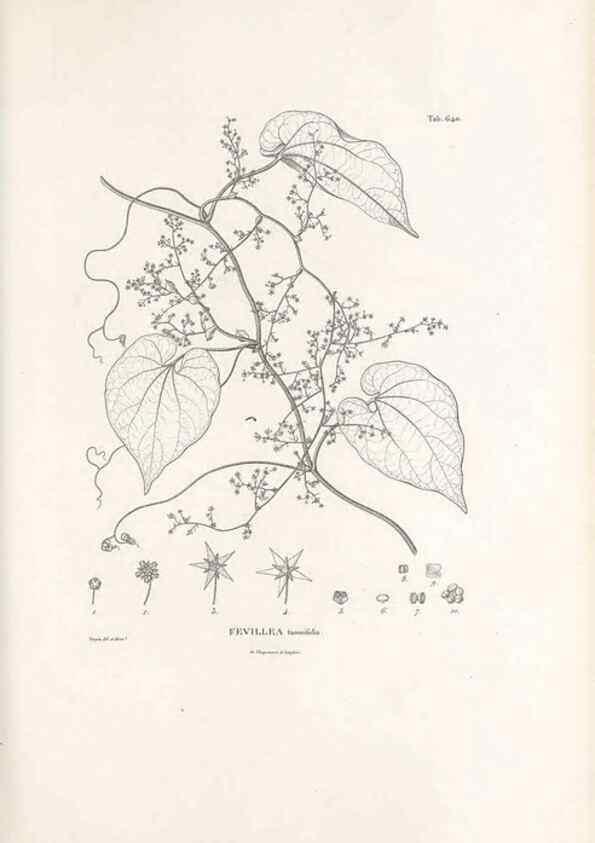 Reproducción/Reproduction 49522059512: Nova genera et species plantarum :. Antverpiae :Ex officina Christophori Plantini ...,1576.. 