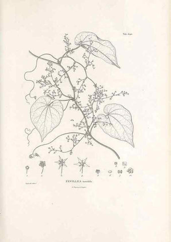 Reproducción/Reproduction 49522059512: Nova genera et species plantarum :. Antverpiae :Ex officina Christophori Plantini ...,1576.. 