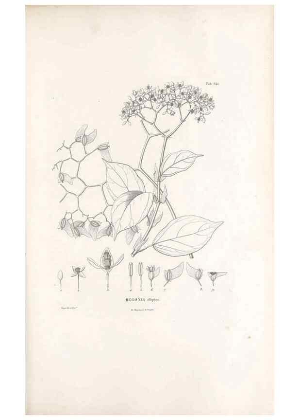 Reproducción/Reproduction 49521847821: Nova genera et species plantarum :. Antverpiae :Ex officina Christophori Plantini ...,1576.. 