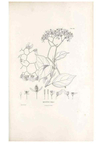 Reproducción/Reproduction 49521847821: Nova genera et species plantarum :. Antverpiae :Ex officina Christophori Plantini ...,1576.. 