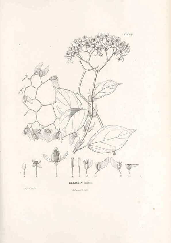 Reproducción/Reproduction 49521847821: Nova genera et species plantarum :. Antverpiae :Ex officina Christophori Plantini ...,1576.. 