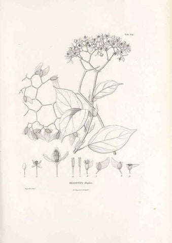 Reproducción/Reproduction 49521847821: Nova genera et species plantarum :. Antverpiae :Ex officina Christophori Plantini ...,1576.. 
