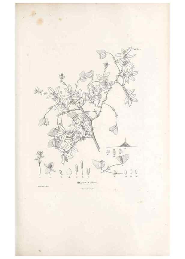 Reproducción/Reproduction 49522060092: Nova genera et species plantarum :. Antverpiae :Ex officina Christophori Plantini ...,1576.. 
