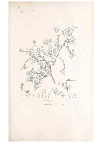 Reproducción/Reproduction 49522060092: Nova genera et species plantarum :. Antverpiae :Ex officina Christophori Plantini ...,1576.. 
