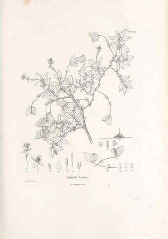 Reproducción/Reproduction 49522060092: Nova genera et species plantarum :. Antverpiae :Ex officina Christophori Plantini ...,1576.. 