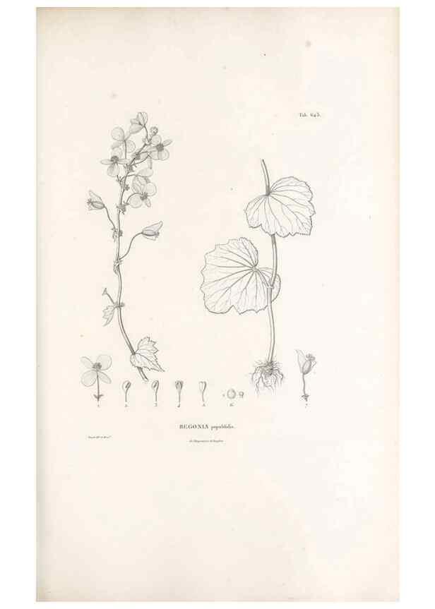 Reproducción/Reproduction 49521848496: Nova genera et species plantarum :. Antverpiae :Ex officina Christophori Plantini ...,1576.. 