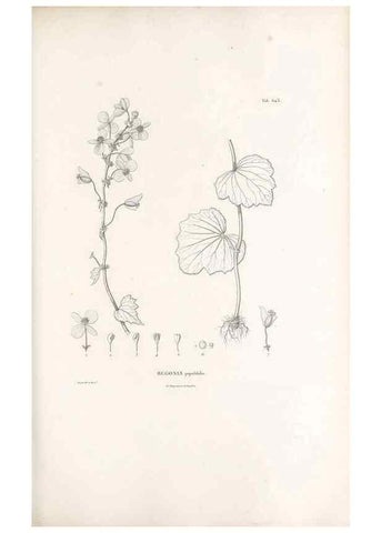 Reproducción/Reproduction 49521848496: Nova genera et species plantarum :. Antverpiae :Ex officina Christophori Plantini ...,1576.. 