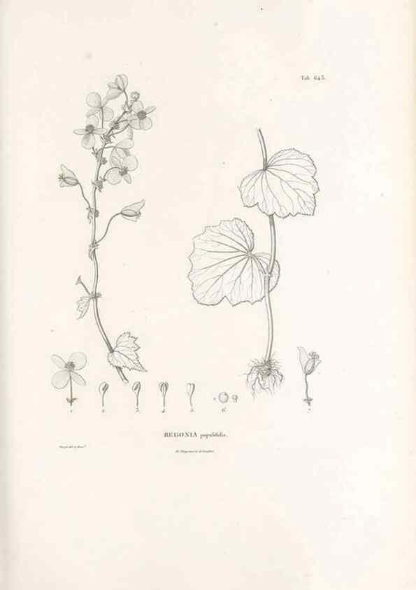 Reproducción/Reproduction 49521848496: Nova genera et species plantarum :. Antverpiae :Ex officina Christophori Plantini ...,1576.. 