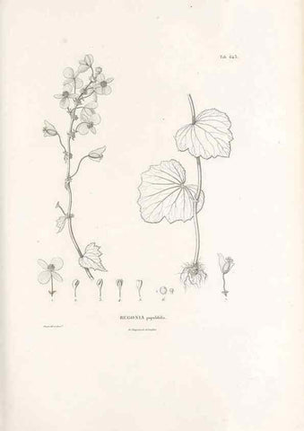 Reproducción/Reproduction 49521848496: Nova genera et species plantarum :. Antverpiae :Ex officina Christophori Plantini ...,1576.. 