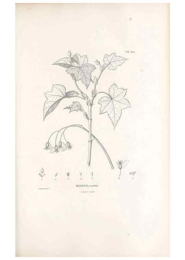 Reproducción/Reproduction 49521327318: Nova genera et species plantarum :. Antverpiae :Ex officina Christophori Plantini ...,1576.. 