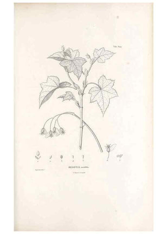 Reproducción/Reproduction 49521327318: Nova genera et species plantarum :. Antverpiae :Ex officina Christophori Plantini ...,1576.. 