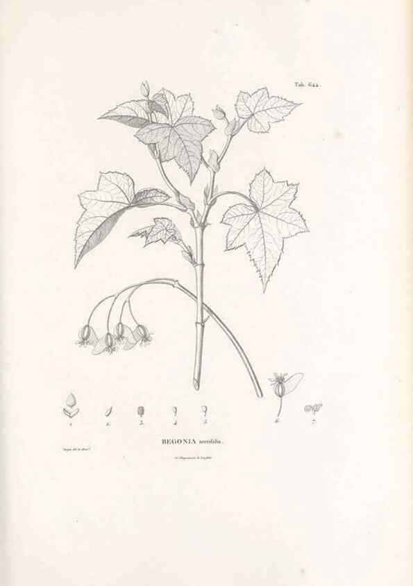 Reproducción/Reproduction 49521327318: Nova genera et species plantarum :. Antverpiae :Ex officina Christophori Plantini ...,1576.. 