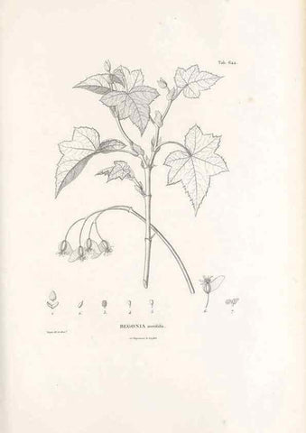 Reproducción/Reproduction 49521327318: Nova genera et species plantarum :. Antverpiae :Ex officina Christophori Plantini ...,1576.. 
