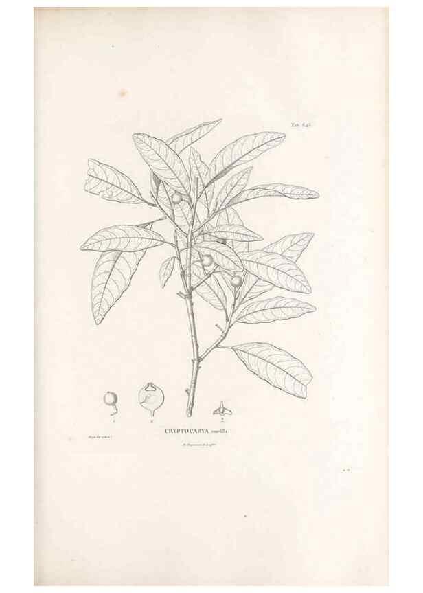 Reproducción/Reproduction 49521327613: Nova genera et species plantarum :. Antverpiae :Ex officina Christophori Plantini ...,1576.. 