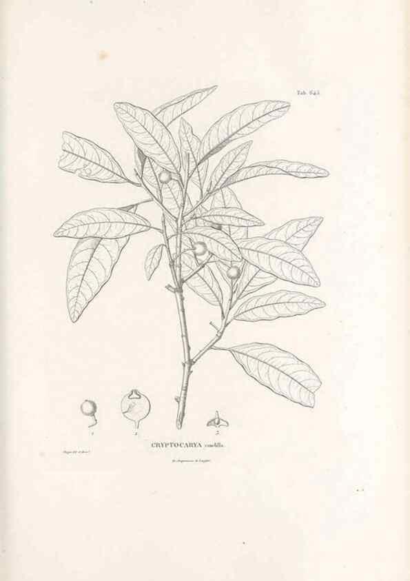 Reproducción/Reproduction 49521327613: Nova genera et species plantarum :. Antverpiae :Ex officina Christophori Plantini ...,1576.. 